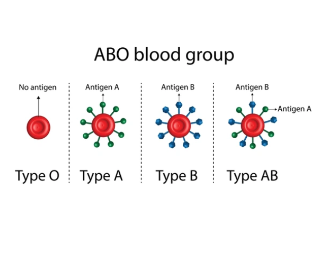 The ABO system is the best known way of classifying blood types.